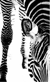 Zebra-6470- Elements collection by Rasch Textil