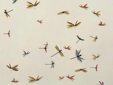 Dragonflies 1