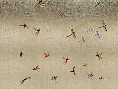 Dragonflies 2