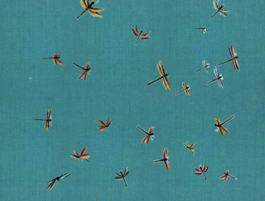 Dragonflies 3