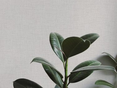 Fine Linen 1