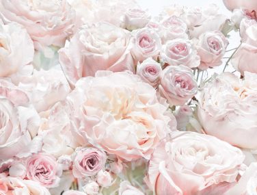 8 976 Spring Roses ma