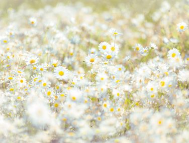 8 994 Daisies ma 2