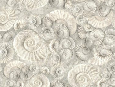 Ammonite 1 scaled 1