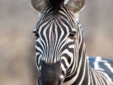 Plains,Zebra,Photographed,In,South,Africa
