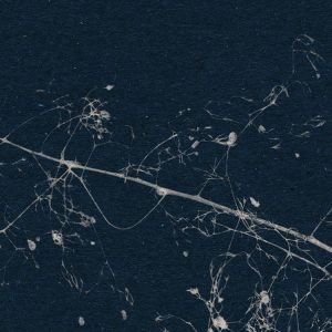 Branch