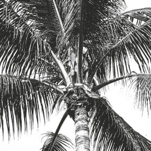 Retro Palm