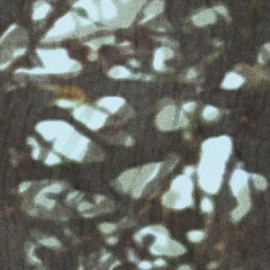 Whispering Woods