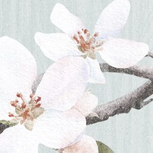 Apple Bloom
