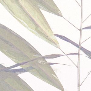 Bamboo Paradise