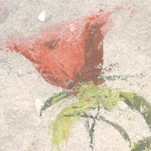 Wall Roses