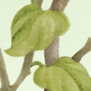 Oiseaux du Paradis