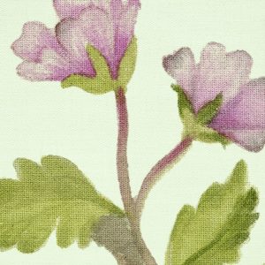 Oiseaux du Paradis