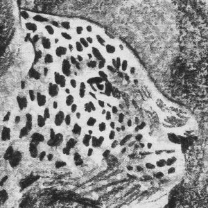 Leopards