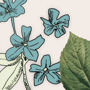 Les Quatre Saisons