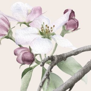 Les Quatre Saisons