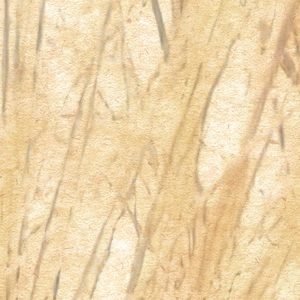 Dune Grass