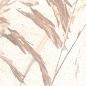 Dune Grass