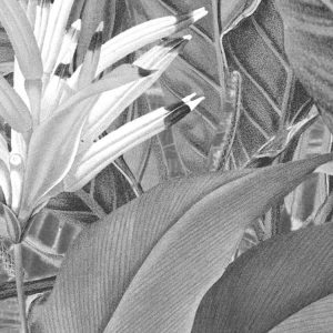 Amazonia Black & White