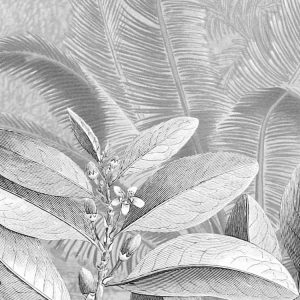 Amazonia Black & White