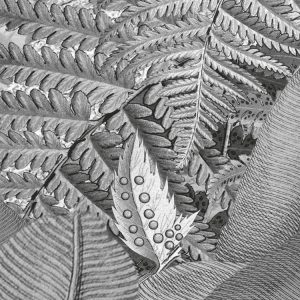 Amazonia Black and White
