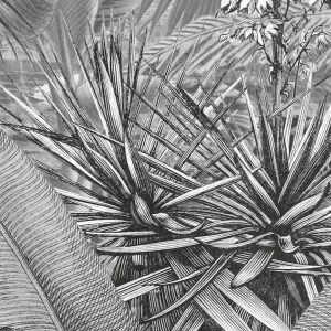 Amazonia Black and White