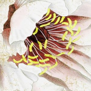 La Rosa