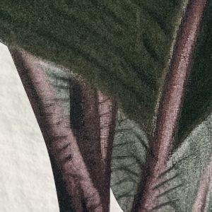 Jungle Spot