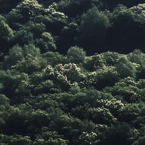 The Summit