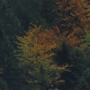 Tales of the Carpathians