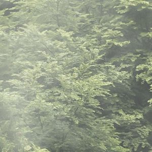 Forest Land
