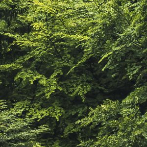 Forest Land
