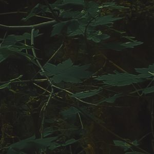 Hall of Mosses