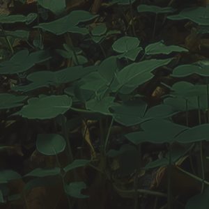 Hall of Mosses