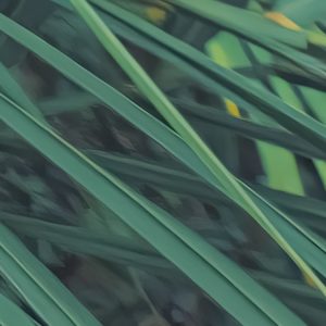 Foggy Fern