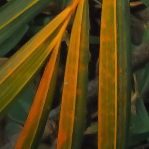 Amazon Fern