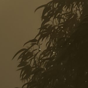 Foggy Sunshine