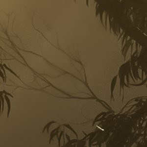 Foggy Sunshine