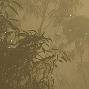 Foggy Sunshine