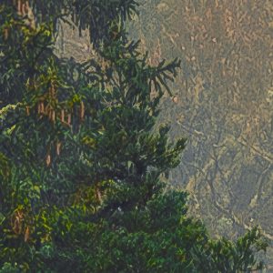 Mystical Firs