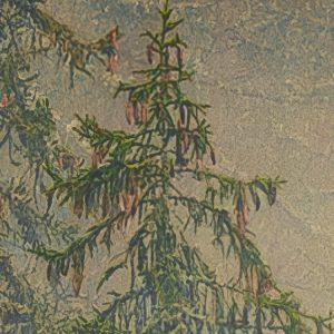 Mystical Firs