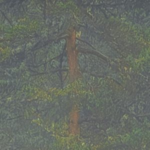 Mystical Firs