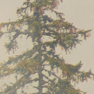 Mystical Firs