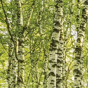 Birch Trees