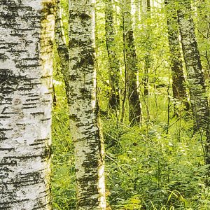 Birch Trees