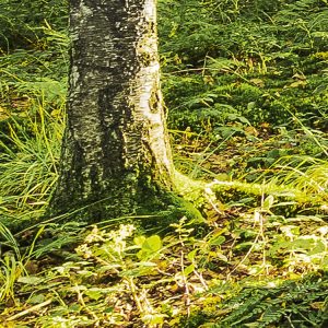 Birch Trees