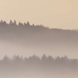 Misty Morning