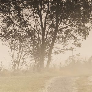 Misty Morning