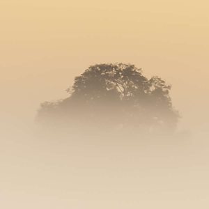 Misty Morning
