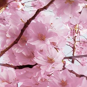 Bloom